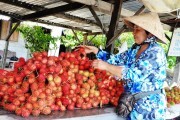 Bến Tre: Giá chôm chôm thấp kỷ lục