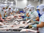 Xuất khẩu cá tra sang Hoa Kỳ vẫn ổn định sau khi bị thanh tra