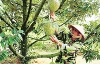 Phát triển cây sầu riêng ở Tây Nguyên: Cẩn trọng để khỏi “sầu chung