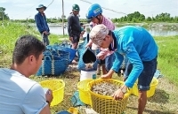 Tôm nuôi trúng mùa, rớt giá