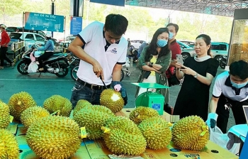 Sầu riêng Malaysia giá tiền triệu vẫn cháy hàng giữa lúc sầu riêng Việt rẻ rề