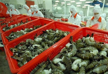Xuất khẩu tôm sang Trung Quốc cả năm dự báo tăng 7%