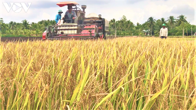 Lúa gạo tăng giá, doanh nghiệp và nông dân Đồng bằng sông Cửu Long phấn khởi