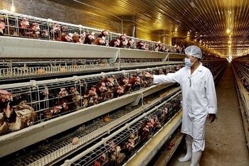 Giảm 50% mức thu phí và lệ phí trong lĩnh vực thú y