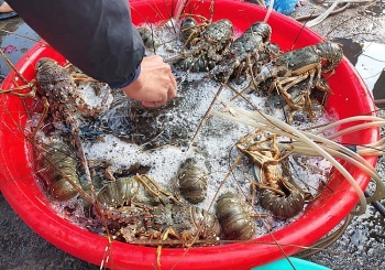Tôm hùm, ốc hương 'thấm đòn' Covid- 19