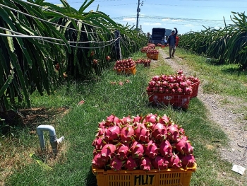 Thêm khó khăn cho nông sản Việt vào thị trường Trung Quốc