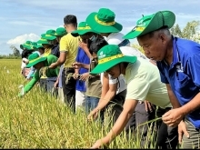 Nhà nông phấn khởi nhờ mô hình liên kết sản xuất lúa chất lượng cao
