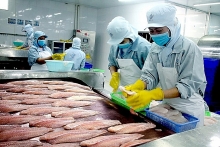 Xuất khẩu cá tra tăng trưởng cao nhờ giá tốt