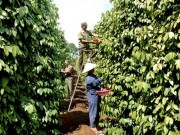 Giá trị xuất khẩu tiêu giảm nhẹ dù giá vẫn tăng