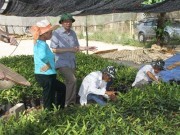 Tiêu thụ nông sản tại Sơn La: Liên kết- bước đột phá