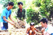 Xây dựng thương hiệu cho nhãn Hưng Yên: Cần làm ngay!
