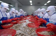 Tôm xuất sang Mỹ bị đánh thuế gấp hơn 4 lần