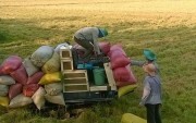 Giá lúa vẫn đà giảm