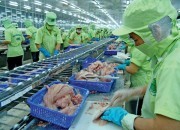 Tạm ngừng đăng ký mới xuất khẩu cá tra sang Hoa Kỳ