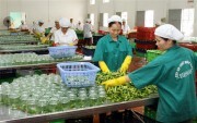 Xuất khẩu rau quả có thể đạt 2,5-2,6 tỷ USD