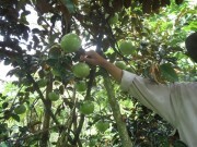 Giá vú sữa bơ hồng cao gấp 2 lần giá bình thường