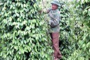 Giá hồ tiêu giảm 3 tháng liên tiếp