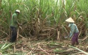 Cơ cấu lại ngành mía đường: Xu hướng tất yếu khi hội nhập