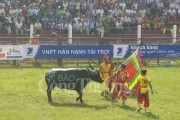 Hải Phòng tiếp tục vòng chung kết Lễ hội chọi trâu Đồ Sơn 2017