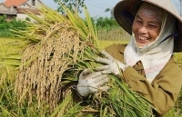 Bảo hộ bản quyền giống cây trồng: Đừng để “mất bò mới lo làm chuồng”