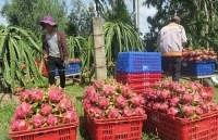 Giá thanh long tăng đột biến