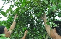 Người trồng chanh ở Nam Đàn lao đao vì giá rớt thảm