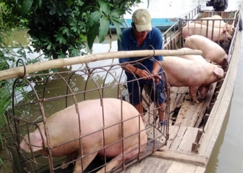 Giá heo hơi hôm nay 25/3: Tăng - giảm từ 1.000 – 2.000 đồng/kg