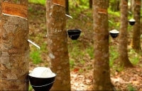 Xuất khẩu cao su giảm mạnh trong nửa đầu tháng 9/2019