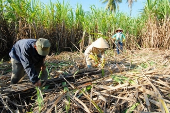 Giá mía ở Hậu Giang giảm mạnh so với đầu vụ