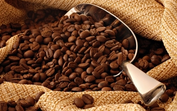 Lô cà phê đầu tiên xuất sang EU hưởng thuế suất 0%: Cơ hội rộng mở