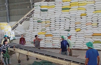 Nâng cao chất lượng gạo xuất khẩu: Yêu cầu bắt buộc