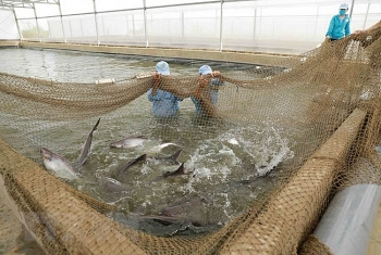 Kiến nghị gỡ khó cho cá tra quá lứa ở Đồng bằng sông Cửu Long