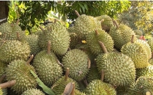 Sầu riêng của Việt Nam được kiểm tra nghiêm ngặt trước khi cấp mã