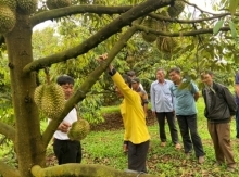 Phân bón Cà Mau - Giải pháp giảm chi phí canh tác cho cây sầu riêng