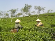 Xuất khẩu chè “tụt dốc”