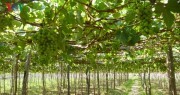 Sản phẩm nho Ninh Thuận còn kém sức cạnh tranh