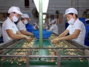 Giá điều tăng kỷ lục: Nông dân lại \