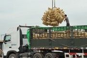 Xuất khẩu gạo sang châu Âu: “Chắt chiu” cơ hội