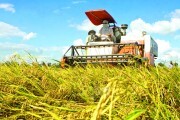 Thúc đẩy xuất khẩu gạo: Giải pháp cấp bách