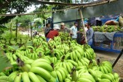 Giá chuối xuất khẩu ở Lào Cai xuống thấp kỷ lục, người dân lao đao