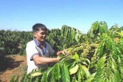 Xuất khẩu cà phê sẽ cải thiện trong quý IV?