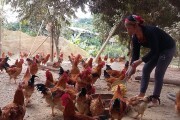 Nâng tầm thương hiệu gà đồi Yên Thế