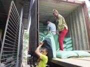 Miền Bắc thất thu vụ mùa, giá gạo tăng chóng mặt