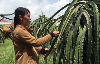 Giá thanh long đang nhích lên từng ngày, nguồn cung không nhiều