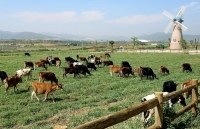 Nhiều lần muốn mua 14,5 triệu CP Vinamilk không thành, F&N Dairy lại đăng ký mua hơn 17,4 triệu CP