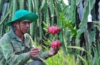 Thanh long VietGAP rộng đường xuất khẩu