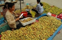 Sơn La: Quảng bá, tiêu thụ quả sơn tra