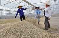 Việt Nam - Trung Quốc: Hợp tác tiêu thụ chè, cà phê