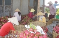 Giãn tiến độ vận chuyển, giao hàng tại cửa khẩu Tân Thanh và Kim Thành