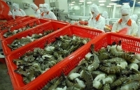 Xuất khẩu tôm sang EU giảm đột biến